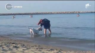 Scenă uluitoare, în Mamaia! O tânără şi-a plimbat pe plajă câinele periculos, fără botniţă, în apropierea unor copii