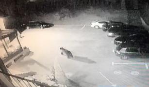 Urșii dau atac după atac! La Săcele, animalele apar aproape zilnic printre casele oamenilor