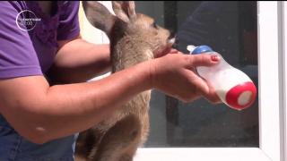 Un pui de căprioară de doar o lună a fost salvat din pădure şi a ajuns la Zoo, la Galaţi