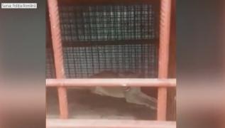 Sătenii din Săveşti aud, de 18 luni, răgete de lei, aşa că au chemat poliţia