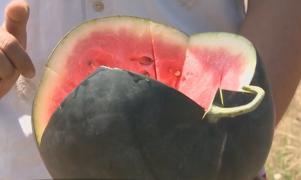 Pepenii românești, crescuți cu substanțe care grăbesc coacerea! Fermierii români apelează la produse chimice, de teama concurenței