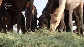 Una dintre cele mai cunoscute reţele de televiziune din lume, Al Jazeera, ar putea să-şi închidă emisia