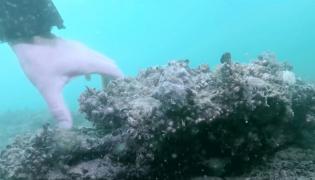 Imagini spectaculoase din adâncurile Mării Negre! Au fost filmate de o echipă de scafandri