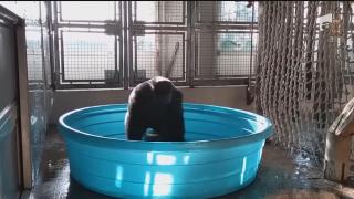 Gorila dansatoare din piscină, vedetă pe internet!