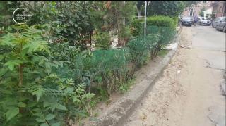 Au vopsit gardul viu, pentru că era ofilit! Se întâmplă la Arad