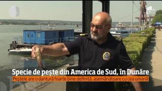 Un peşte înrudit cu Piranha a ajuns în apele Dunării, la Drobeta Turnu- Severin!