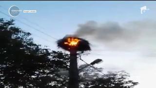 Pui de barză, ARŞI DE VII! Cuibul de pe un stâlp de curent a luat foc. Răspunsul halucinant al pompierilor chemaţi la intervenţie