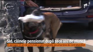 Sid, CÂINELE PENSIONAT după zece ani de muncă!