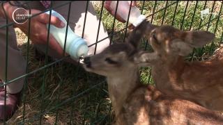 Doi pui de căprioară salvaţi dintr-un şanţ, noile vedete ale Grădinii Zoologice din Craiova