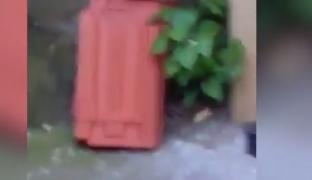 În spitalul de pediatrie din Deva şobolanii se plimbă nestingheriţi printre copii