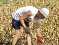 Canicula se resimte şi în buzunare! Temperaturile extreme afectează culturile agricole (VIDEO)