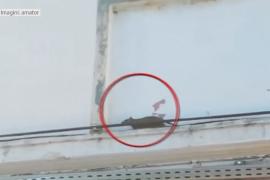 Imagini halucinante la Spitalul de Boli Infecţioase Victor-Babeş din Capitală! Şobolanii se plimbă pe lângă saloanele unde sunt internaţi copii