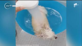 Un căţel a reuşit însă să ducă relaxarea la rangul de artă!