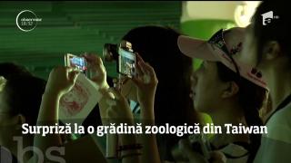 Surpriză pentru un urs panda, la o grădină zoologică din Taipei