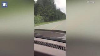 Curiozitatea i-a costat scump! Doi tineri au vrut să privească un urs de aproape, dar au sfârşit fugind mâncând pământul (VIDEO)