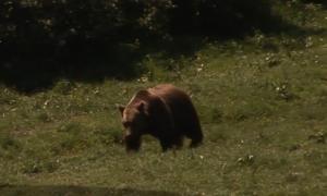 Grav incident în Harghita: doi oameni au fost sfâşiaţi de un urs flămând!