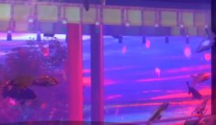 Muzeu acvatic, transformat într-o operă de artă vie! Milioane de oameni din toate colţurile lumii s-au înghesuit să viziteze expoziţia