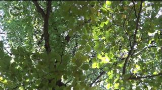 Peste 24 de mii de hectare de păduri virgine din România au intrat în patrimoniul UNESCO