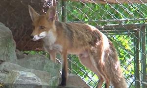 Invazie de VULPI în Sighişoara. Pericol major, pentru că animalele sunt purtătoare de diferite boli transmisibile