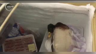 Atenţie ce mâncaţi pe litoral! Nereguli uriaşe la mai multe restaurante de fiţe de la malul mării. Inspectorii OPC au găsit mizerie şi mâncare stricată