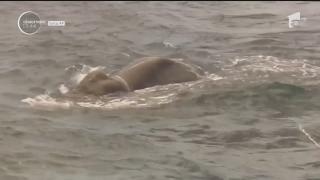 Elefant la apă! Un exemplar gigantic a fost luat de curenţi şi a ajuns în largul oceanului Indian