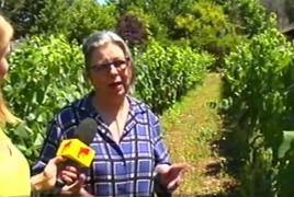 Celebrul vin franţuzesc Pinot Noir e cultivat la Olimp, pe malul mării, de o franţuzoaică