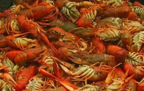 Cel mai mare Festival al Racilor şi-a deschis porţile în parcul IOR. 4 tone de raci sunt puse la fiert