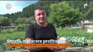 Afaceri profitabile cu păsări enorme în Maramureş! O familie are o fermă cu 160 de struţi