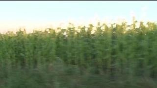 Sfârşit îngrozitor în Iaşi! Un bărbat a murit înţepat de peste o mie de albine. A reuşit să-şi salveze fratele şi copiii, după ce căruţa lor a fost atacată de un roi