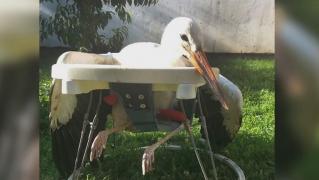 Mai multe berze cu picioarele fracturate reînvaţă să meargă, în premergătoare pentru bebeluși