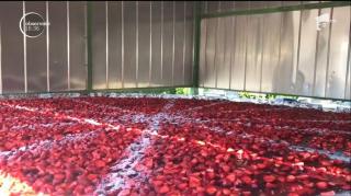 Cea mai mare tartă de căpșuni din lume cântăreşte peste 200 de kilograme!