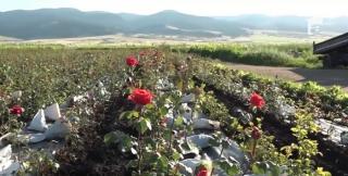 Producătorii dec artofi din Harghita au început să cultive coacăze şi trandafiri, ca să nu mai dea faliment