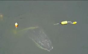 O balenă a fost salvată din plasele pescarilor după opt ore