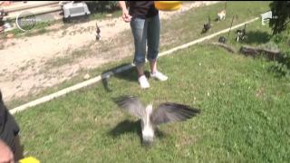 Clinică specială pentru păsări rănite, la Sibiu! Puii de barză căzuţi din cuiburi se vindecă în premergătoare de bebeluşi!