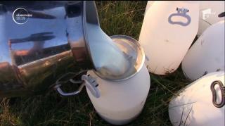 Maşină de muls vacile REVOLUŢIONARĂ! Văcuţele sunt mulse pe câmp cu ajutorul unei instalații mobile ingenioase