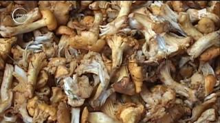 Ploaia afectează exporturile de ciuperci. Nu se mai găsesc bureți nici pentru consumul localnicilor!