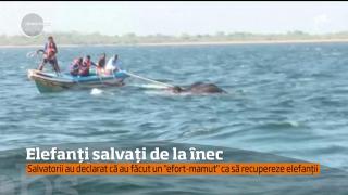 Doi elefanţi au fost salvaţi de la înec de membrii Marinei Militare din Sri Lanka!