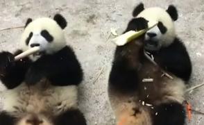 Două surori panda din China rescriu regulile baschetului!