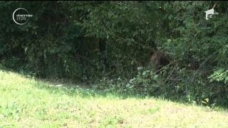 Un urs a rămas captiv o noapte întreagă în gardul de sârmă ghimpată al unei gospodării. A fost salvat după o intervenţie de câteva ore