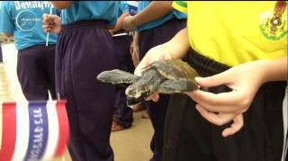 Zi cu mare fast în Thaialanda! Cu ocazia zilei regelui, locuitorii unei provincii au eliberat peste o mie de broaşte ţestoase