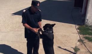 Un ciobănesc german al Inspectoratului de Poliţie Dolj, scos la licitaţie pentru că a picat un test