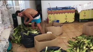 Descoperire şocantă pe litoral: Cum este pregătit porumbul care se vinde la o terasă din Mamaia