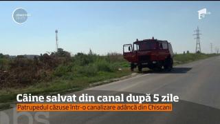 Misiune dramatică în Brăila. Un câine a căzut într-o canalizare adâncă de câţiva metri (VIDEO)