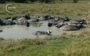 Laptele de bivoliţă este în pericol de dispariţie ca produs românesc. Iar motivul nu mai surprinde pe nimeni