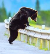 Urşii româneşti au ajuns celebri în Marea Britanie! BBC a publicat un colaj cu animalele care umblă nestingherite pe străzi