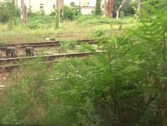 Zeci de angajaţi ai Gării de Sud din Ploieşti suferă an de an din cauza ambroziei!