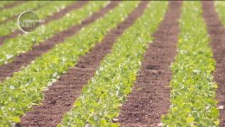 De anul viitor, cine îşi cultivă terenul agricol, scapă de impozite. Primarii de comune nu sunt de acord cu asta