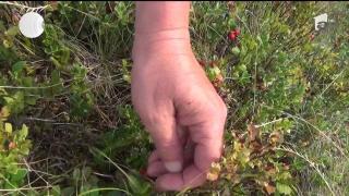 Fructele de pădure, deliciile verii! Românii cutreieră munţii în căutarea remediilor naturale pentru bolile de inimă