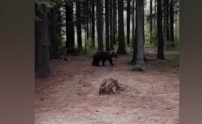 Urşii au coborât printre turişti, în zona lacului Sfânta Ana. Un copil s-a apropiat PERICULOS de animal, pentru o fotografie!