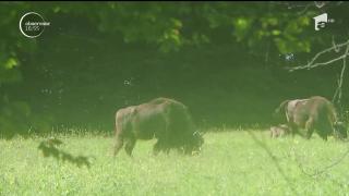 Cei trei PUI DE ZIMBRU născuţi la o rezervaţie naturală din Neamţ își caută nași. Cele mai inspirate nume vor fi PREMIATE!